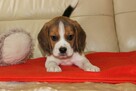 Beagle szczeniaczki po Championie Polski ZKwP (FCI) - 3