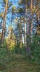 Działki leśne o pow. 1,48 ha, Poniatowo - 2