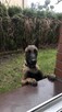 Owczarek Belgijski Malinois - 5
