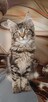 Maine Coon kotka w opcji hodowlanej Rodowód FPL - 2