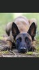 Owczarek Belgijski Malinois - 4