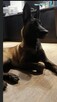 Owczarek Belgijski Malinois - 6