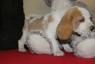 Beagle szczeniaczki po Championie Polski ZKwP (FCI) - 5