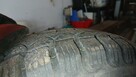 Sprzedam opony Pirelli - 4