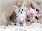 Srebrzysta kotka maine coon - 4