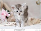 Srebrzysta kotka maine coon - 3
