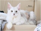 Srebrzysta kotka maine coon - 8
