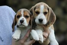 Beagle szczeniaczki po Championie Polski ZKwP (FCI) - 9