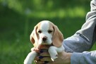 Beagle szczeniaczki po Championie Polski ZKwP (FCI) - 10