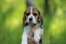Beagle szczeniaczki po Championie Polski ZKwP (FCI) - 8