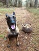 Owczarek Belgijski Malinois - 3