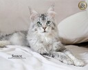 Srebrzysta kotka maine coon - 7