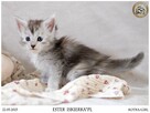 Srebrzysta kotka maine coon - 2