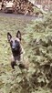 Owczarek Belgijski Malinois - 2
