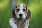 Beagle szczeniaczki po Championie Polski ZKwP (FCI) - 7