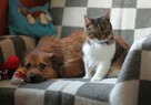 Mały, łagodny Feluś do adopcji. - 7