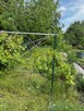 Działka ogrodnicza w centrum miasta - 6