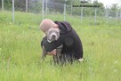 Dolar - Szukamy domu tymczasowego z możliwością adopcji - 7