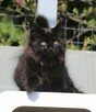 JEDYNA Czarna koteczka Maine Coon Polydactyl, gotowa do Odbi - 4
