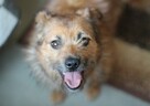 Mały, łagodny Feluś do adopcji. - 5