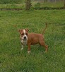 American Staffordshire Terrier - 4