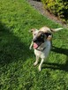 9 miesięczna Santa o niepowtarzalnej urodzie do adopcji - 4