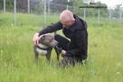 Dolar - Szukamy domu tymczasowego z możliwością adopcji - 5