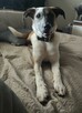 9 miesięczna Santa o niepowtarzalnej urodzie do adopcji - 5