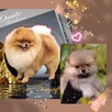 Pomeranian reproduktor FCI ZKwP krycie szpic miniaturowy - 3