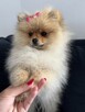Szpic miniaturowy mini.Pomeranian Lakisha - 2