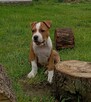 American Staffordshire Terrier - 2