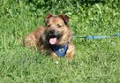 Mały, łagodny Feluś do adopcji. - 2