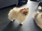 Szpic miniaturowy mini.Pomeranian Lakisha - 5