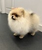 Szpic miniaturowy mini.Pomeranian Lakisha - 4