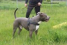 Dolar - Szukamy domu tymczasowego z możliwością adopcji - 4