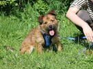 Mały, łagodny Feluś do adopcji. - 3