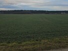 Działka rolna Babimost - 2