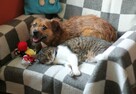 Mały, łagodny Feluś do adopcji. - 6