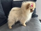 Szpic miniaturowy mini.Pomeranian Lakisha - 3