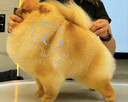 Szpic miniaturowy mini.Pomeranian Lakisha - 7