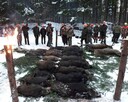 Reproduktory rasy GONCZY POLSKI użytkowe zapraszają suczki - 9
