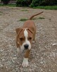 American Staffordshire Terrier - 6