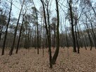 Syndyk sprzeda udziały 1/6 oraz 1/18 - Wywłoczka - 75% - 5