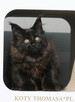 JEDYNA Czarna koteczka Maine Coon Polydactyl, gotowa do Odbi - 3