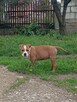 American Staffordshire Terrier - 5