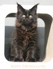 JEDYNA Czarna koteczka Maine Coon Polydactyl, gotowa do Odbi - 2