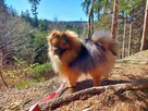 Pomeranian reproduktor FCI ZKwP krycie szpic miniaturowy - 14