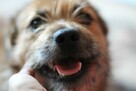 Mały, łagodny Feluś do adopcji. - 9