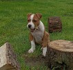 American Staffordshire Terrier - 3