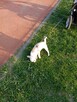 Chihuahua - 3